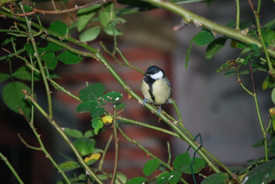 small bird on a green bush