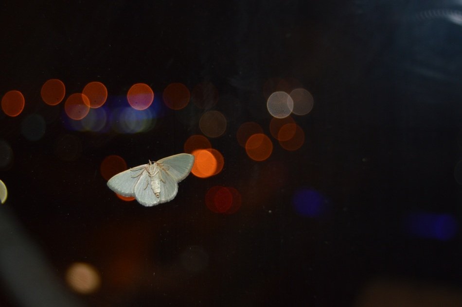 Insect By The Window