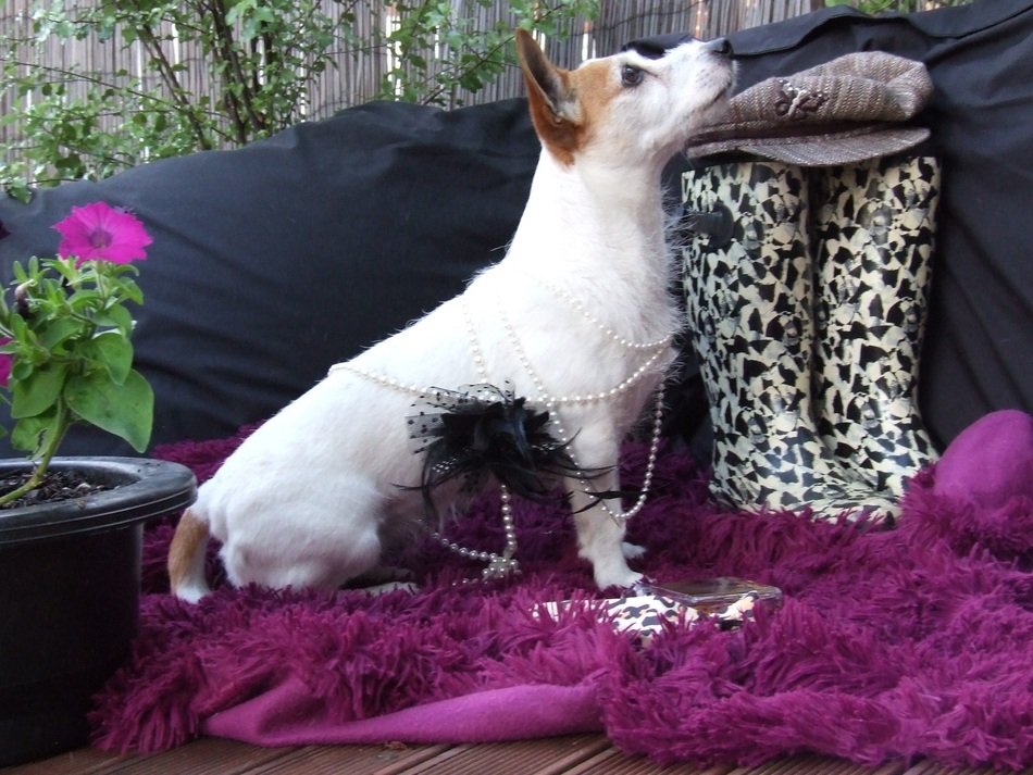 Cute colorful dog jack russell in photo studio