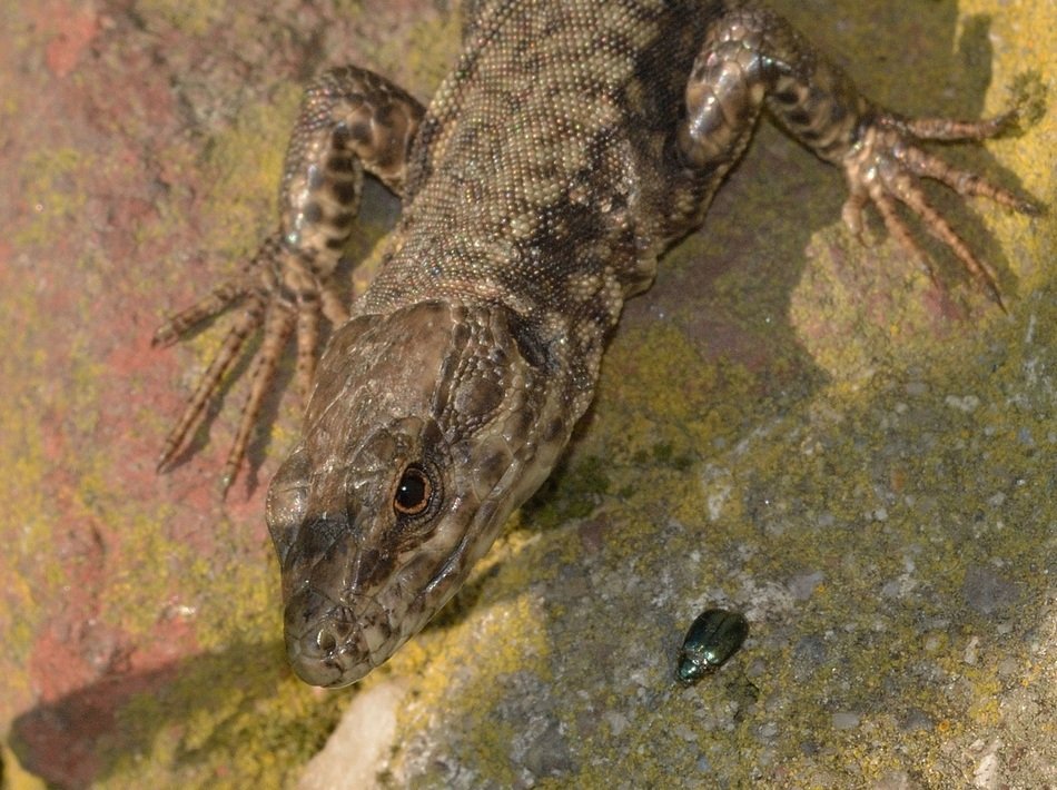dark grey reptile