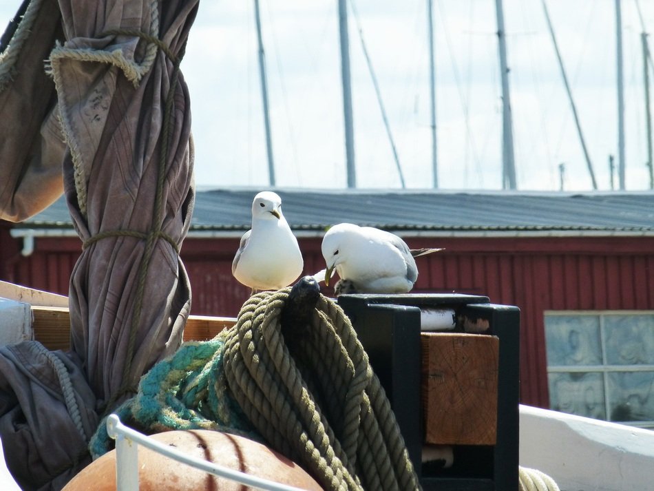 two Gulls in Port