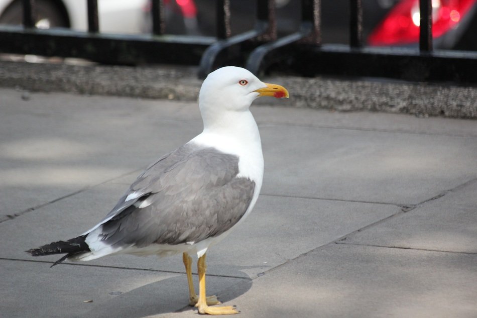 seagull standing on the sidewalk