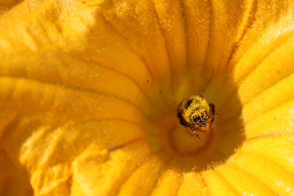 honey bee in the center of the flower