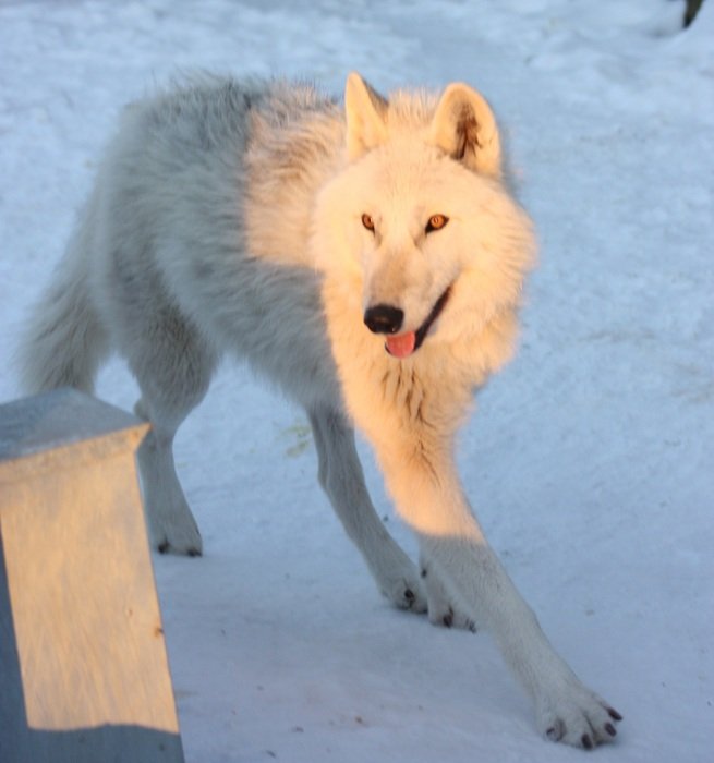 Greenland husky in winter