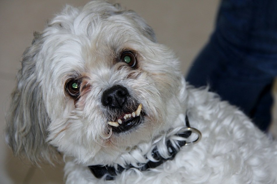 white shitzu with sharp teeth