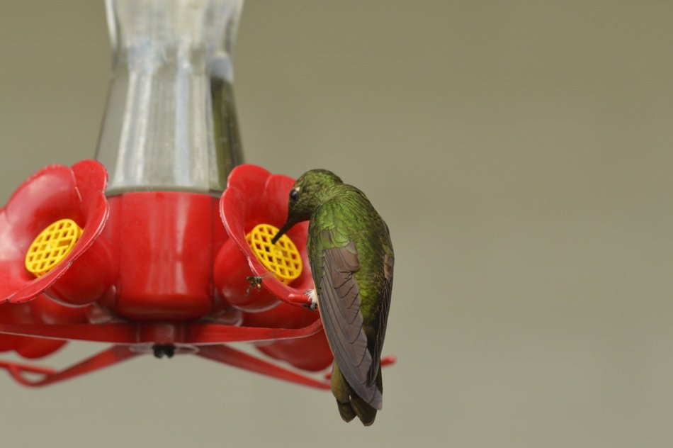 Bird drinking Water