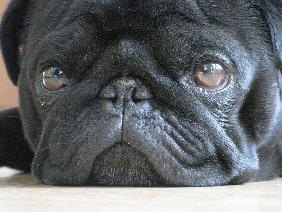 Beautiful black lying pug