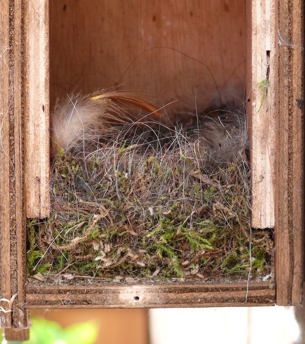 bird nest with feathers