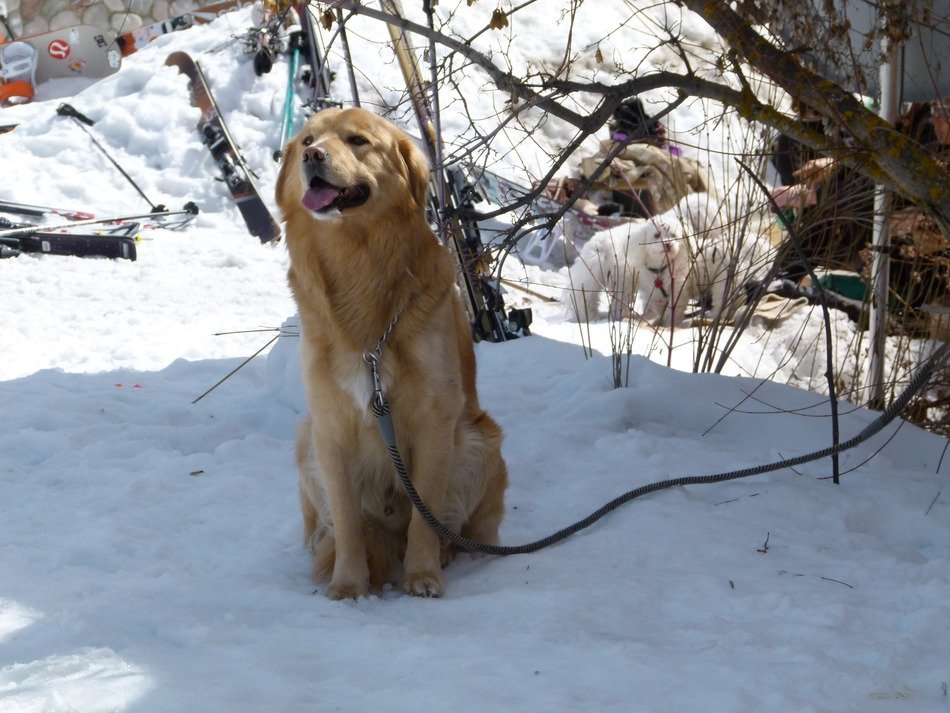 golden retriever sits in a winter garden