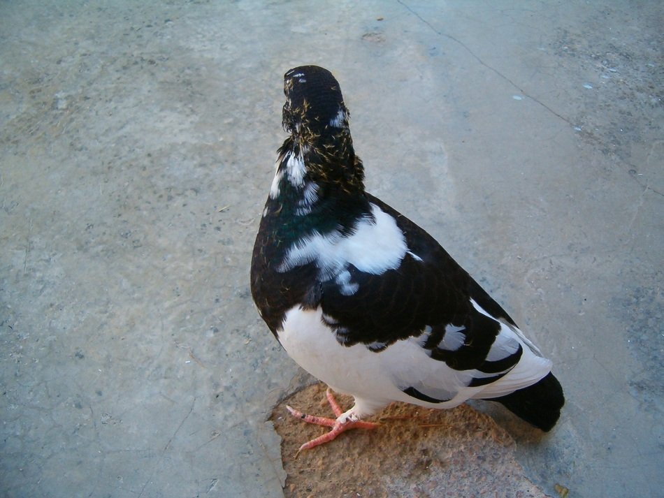 black white dove on the road