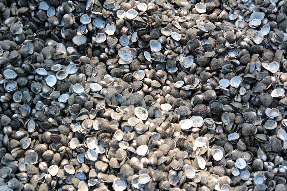 picture of the Mussels and Shells
