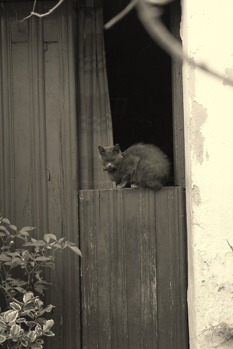 the cat is sitting on the wooden doors