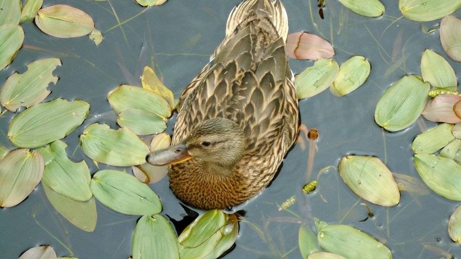 wild duck swims among water plants