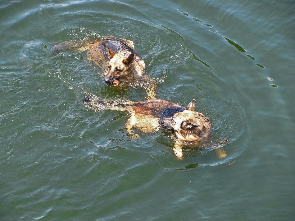 two german police dogs in the water