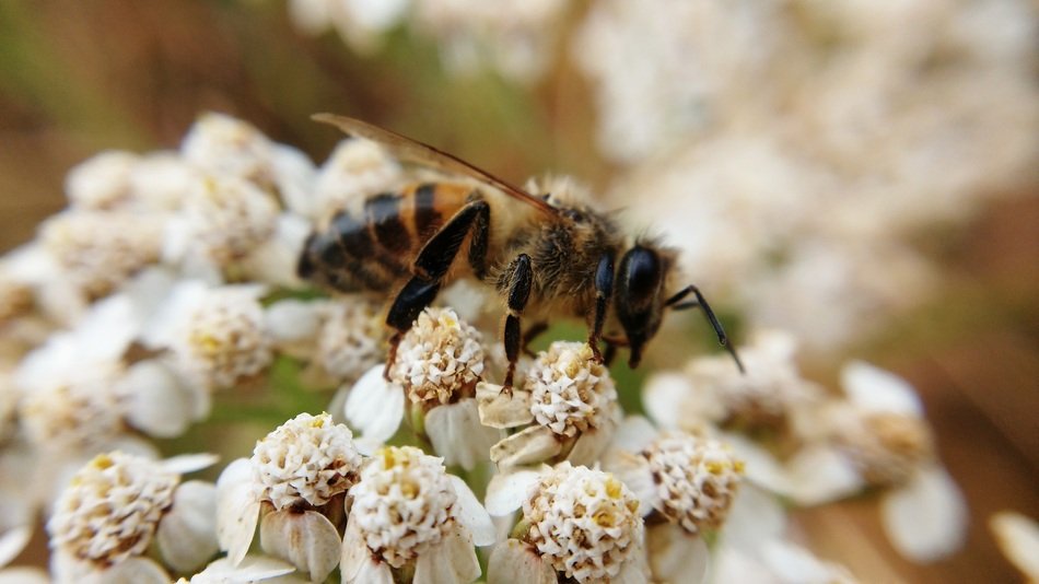 furry Bee on Plant Macro