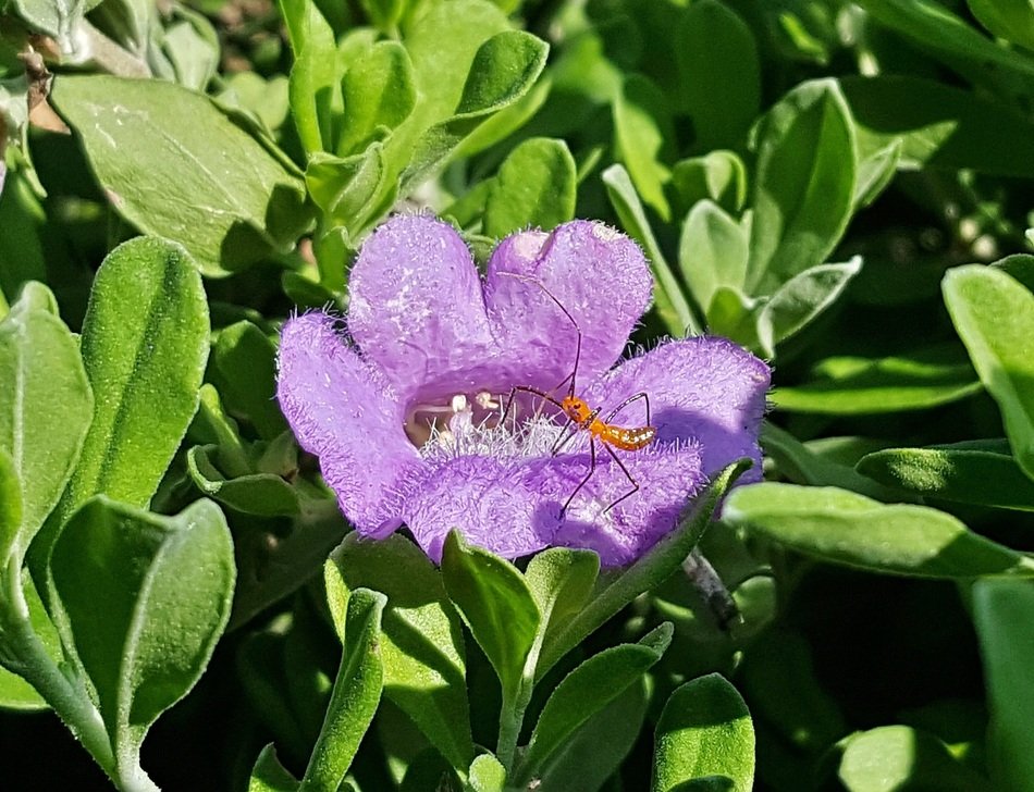 imagenes de flores ninfa