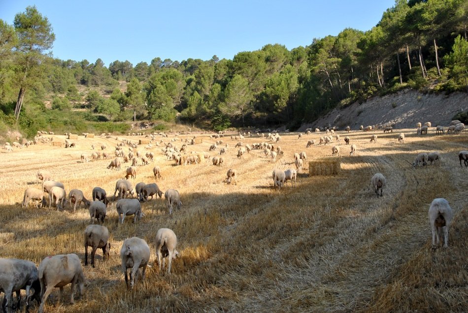 flock of sheep on the field near the trees