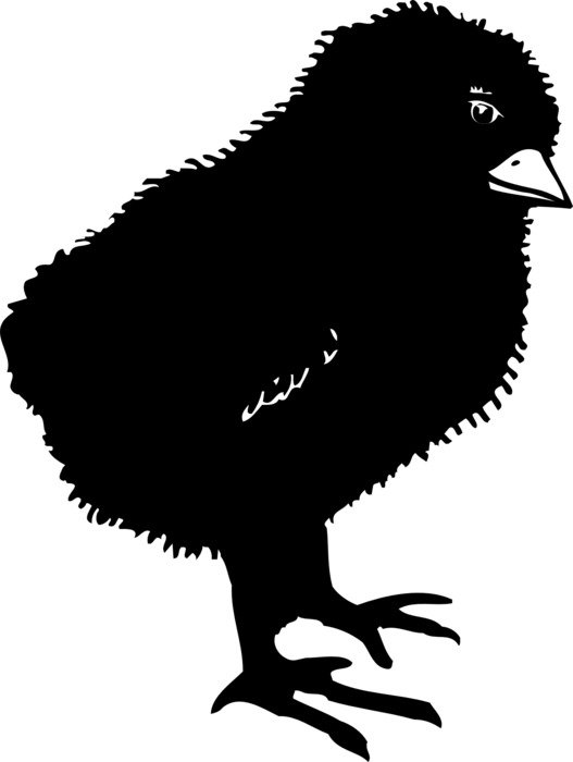 black silhouette of chicken on white background