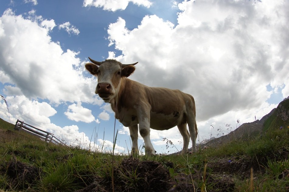 horned Cow on meadow at cloudy sky, wide angle