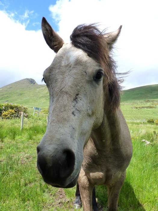 Connemara Pony on the field