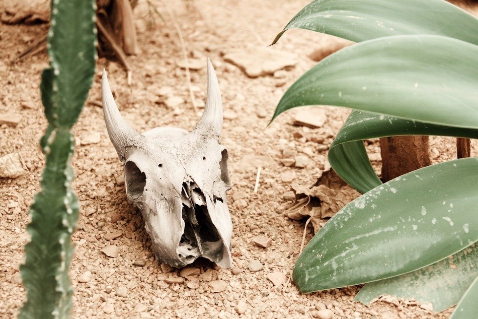 animal skull on the sand