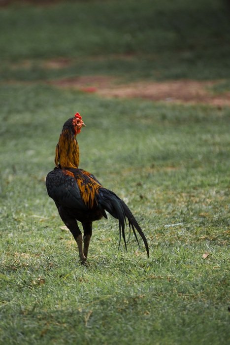 black and brown rooster on lawn