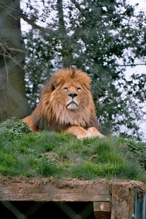stunningly beautiful Lion in Zoo