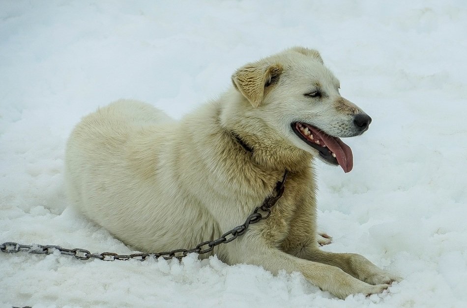 dog on a chain lies in the snow