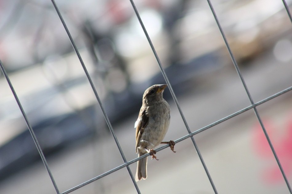 delightful Bird Sparrow