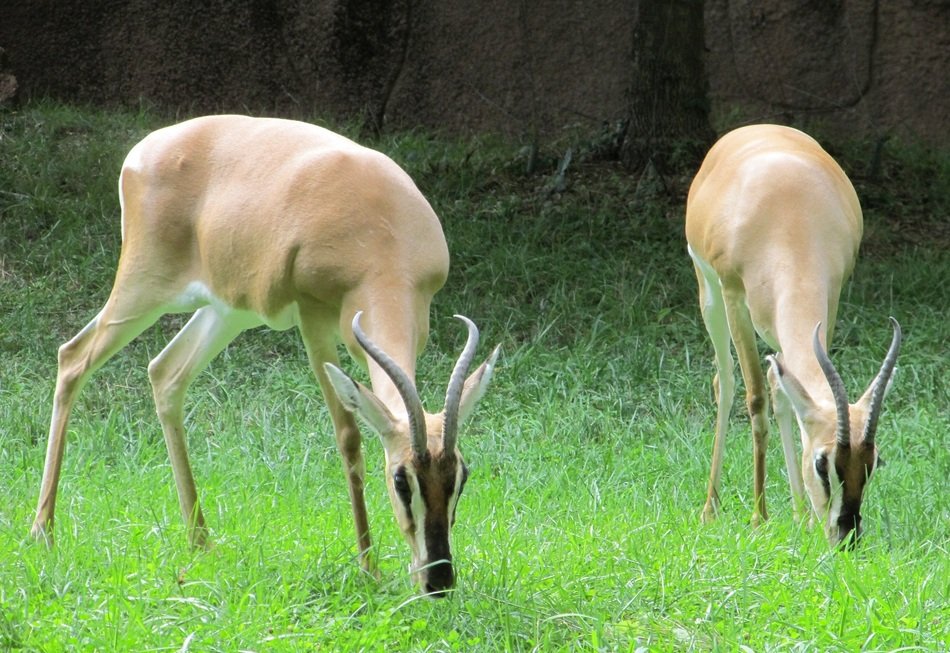 grazing gazelles on the grass