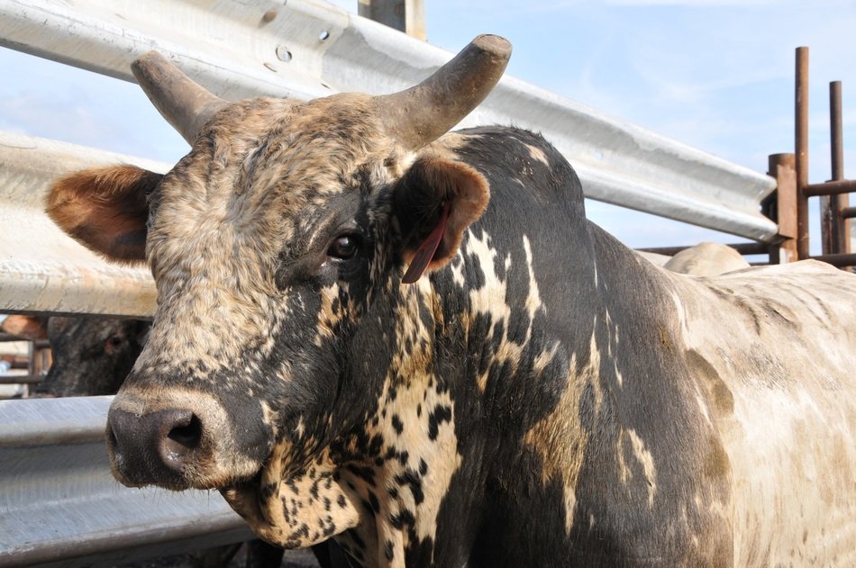 Landscape of Bull on a livestock