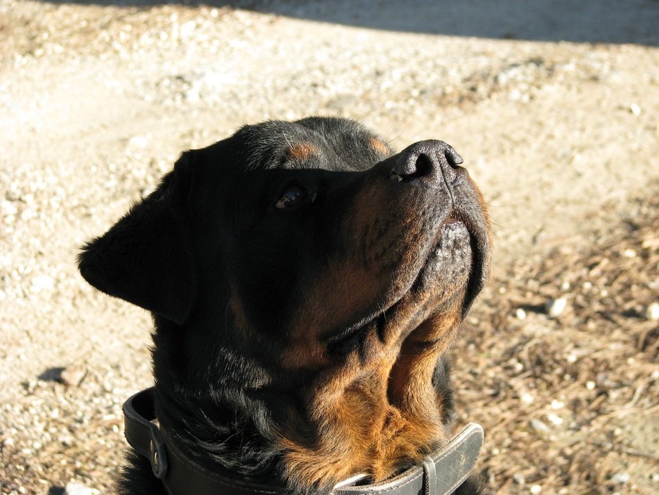 rottweiler with head up