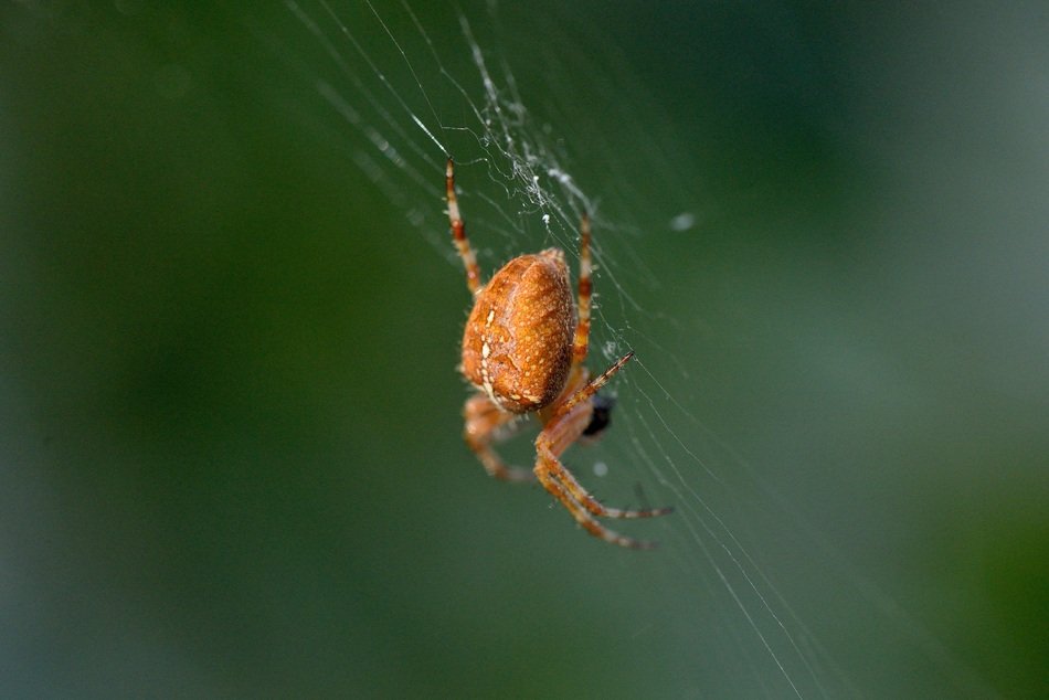 orange spider on a web on blurred background
