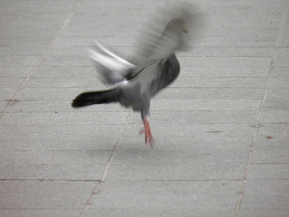 pigeon takes off