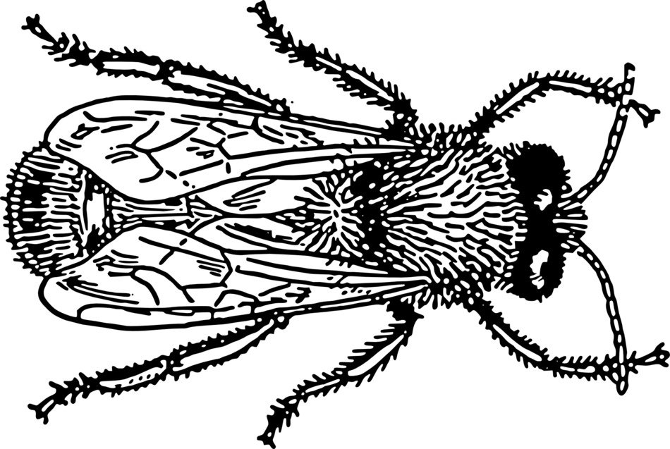 insect with wings as a graphic image