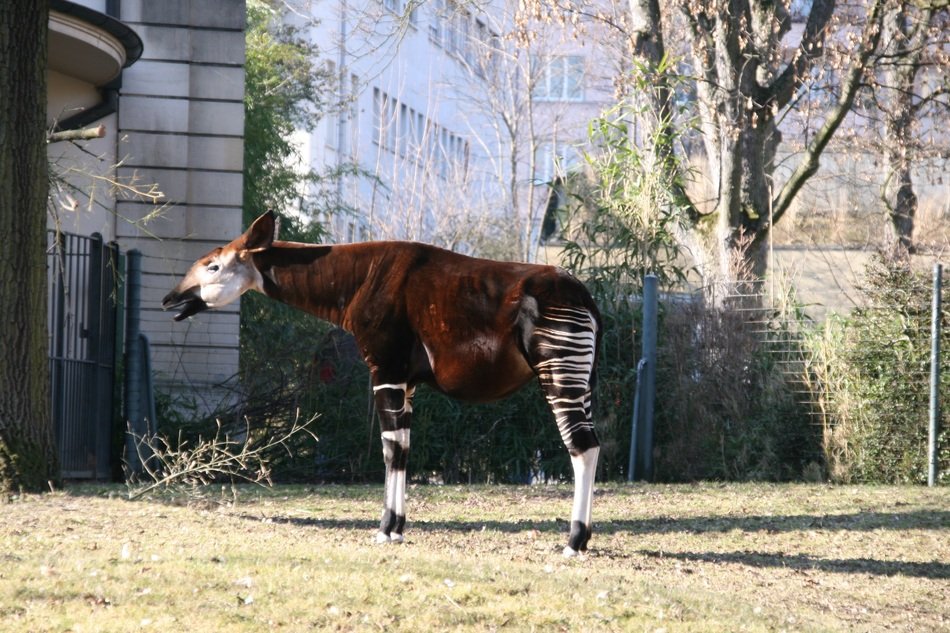 okapi stands in Zoo, Switzerland