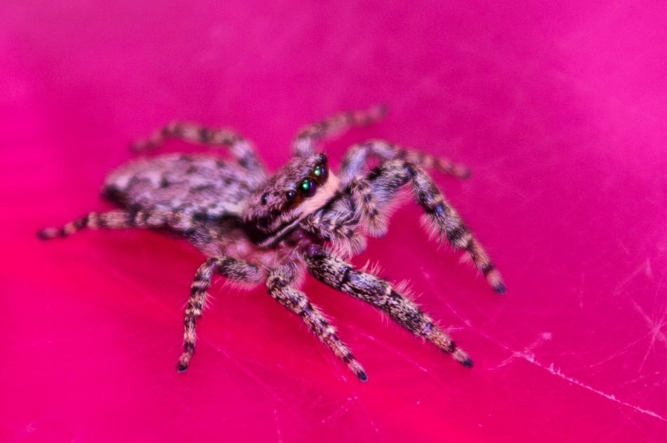 jumping spiders on the pink background