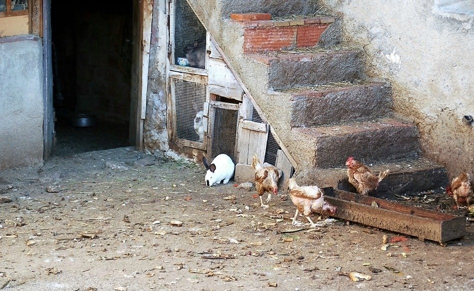 chicken coop and rabbit at the stone stairs on the farm