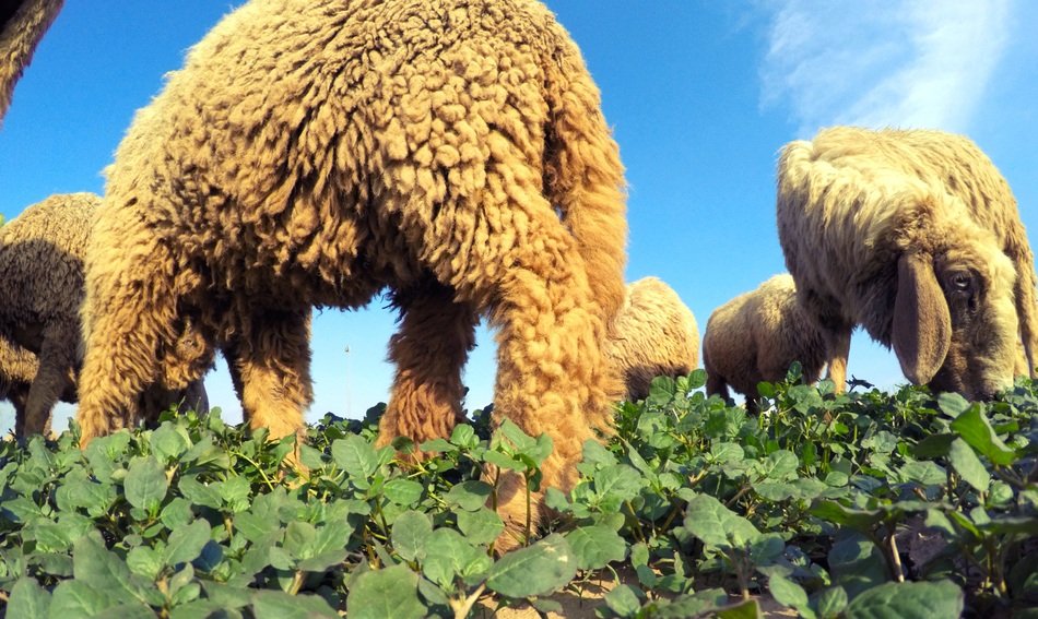 Sheep on a farm in grass, bottom view