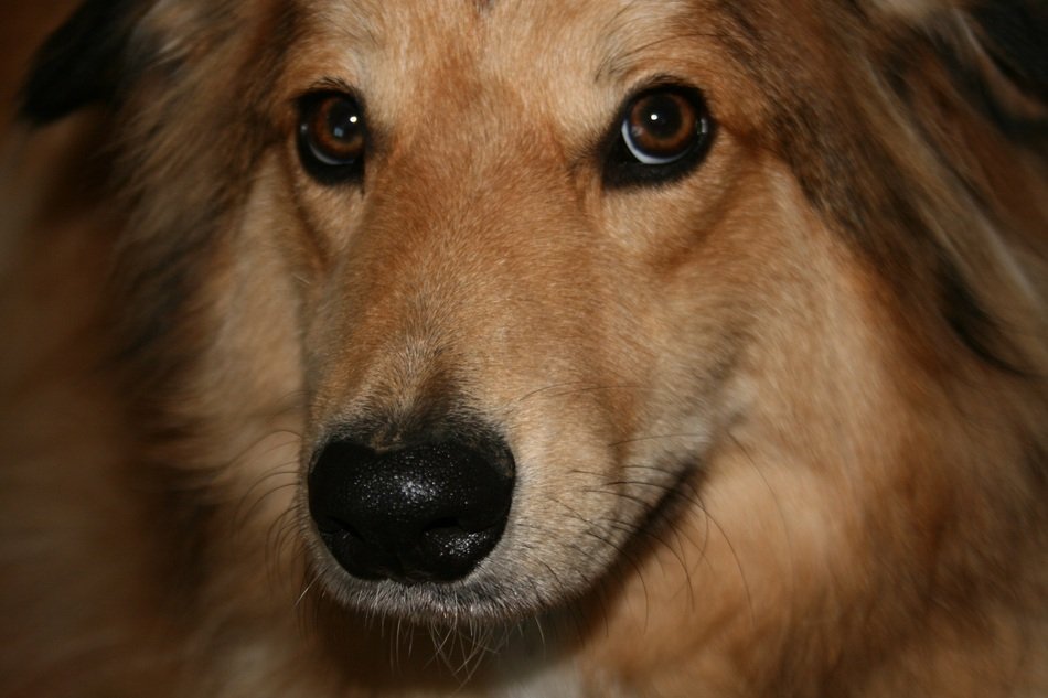 Face of the collie