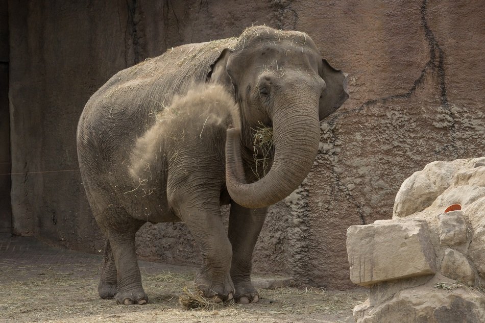 elephant with sand