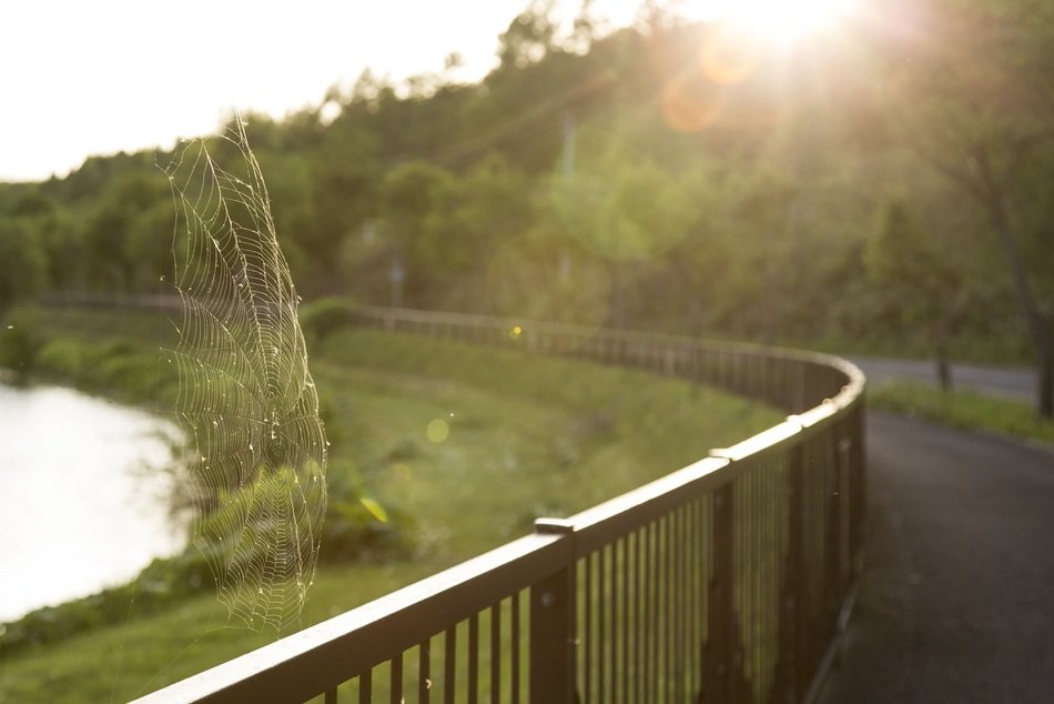 Spider webs at the sunlight