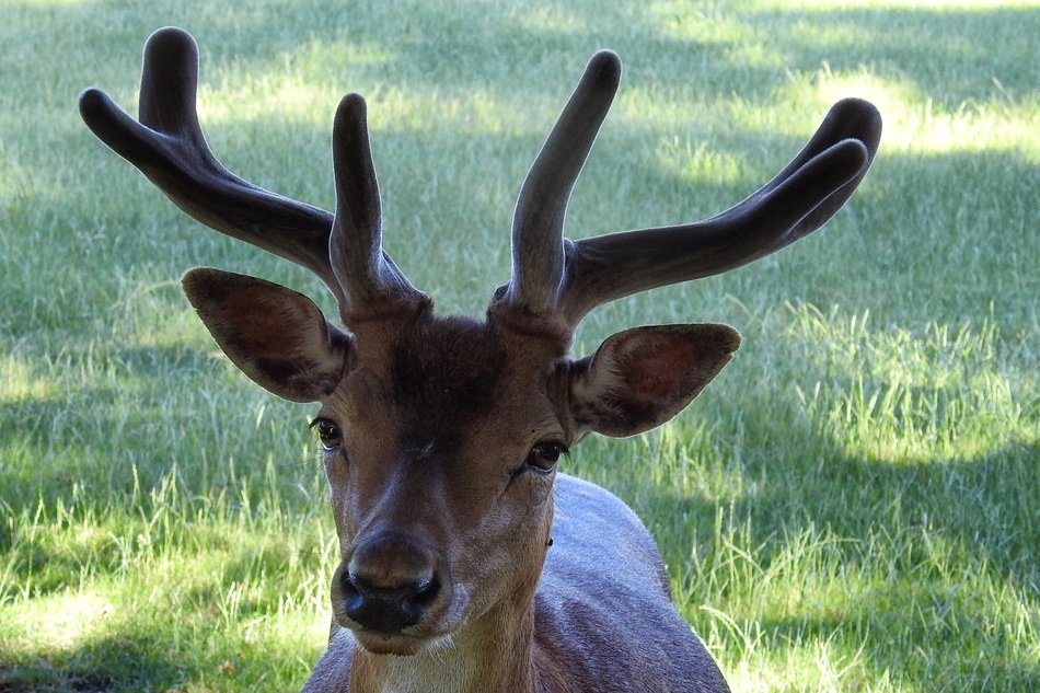 Deer with horns on the background of green grass