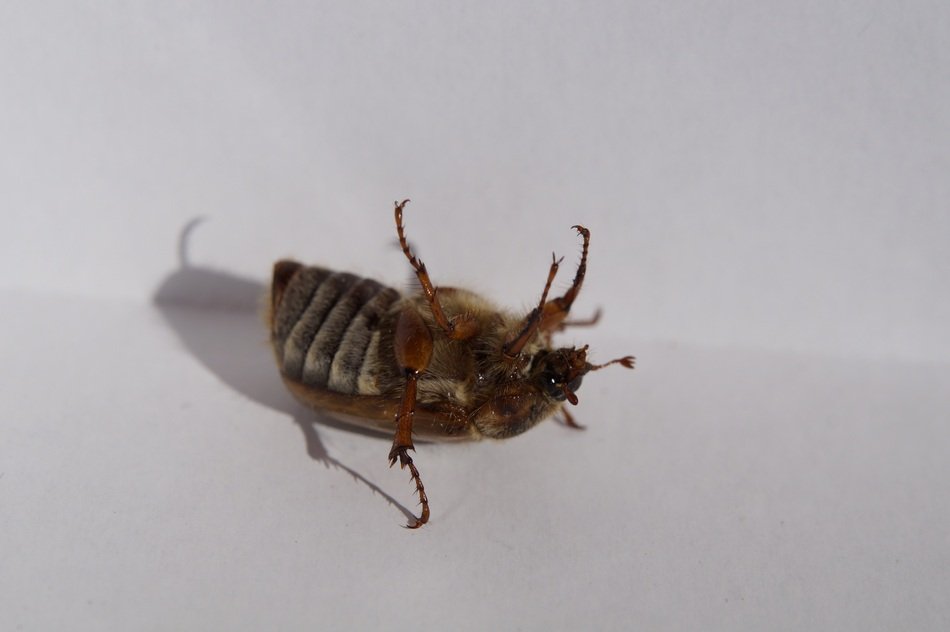 the bug lies upside down