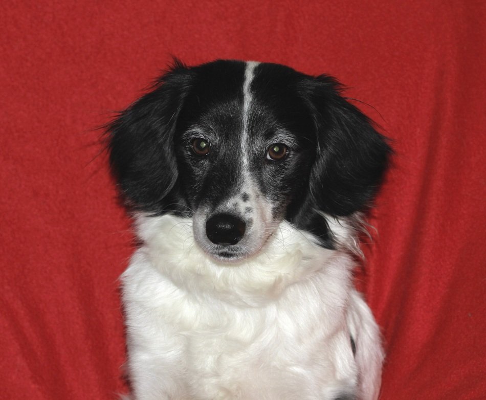 portrait of a dog on a red background