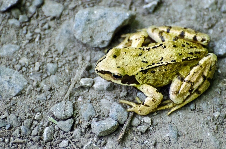 yellow frog in the wild