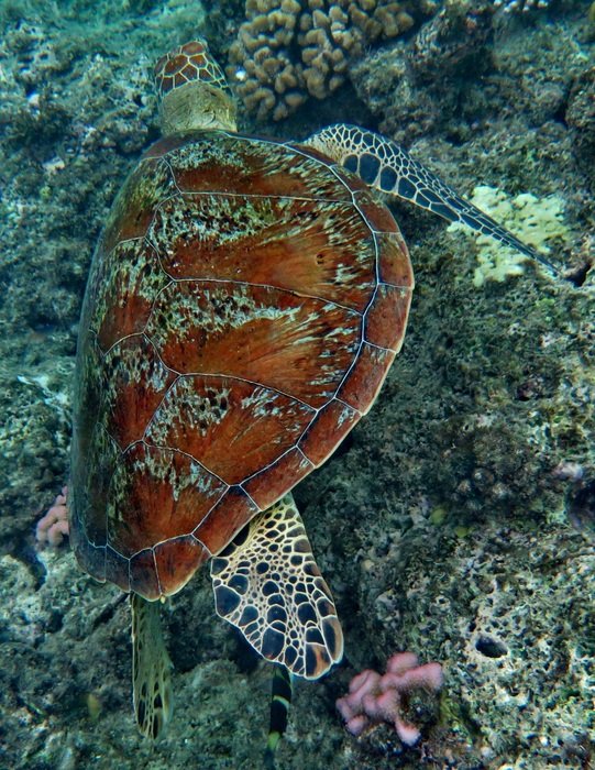 brown sea turtle in the sea