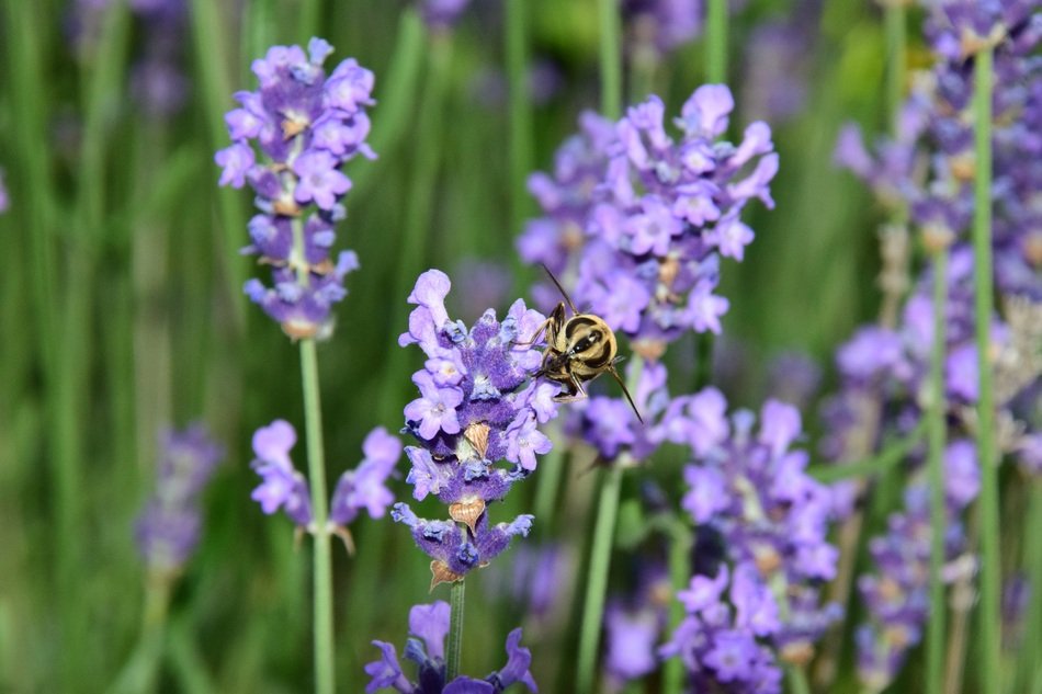 insect flies over lavender field