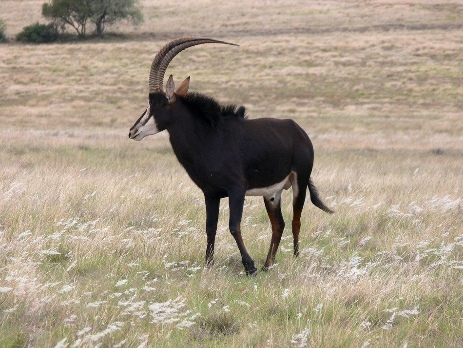 Wild antelope in Africa