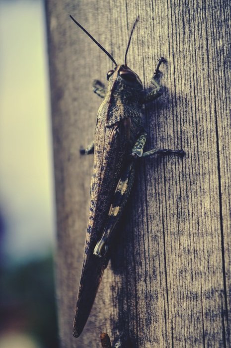 Close-up of the grasshopper